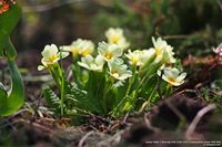 Примеры фотографий снятых на Canon 450D + Юпитер-37А (135/3,5) + переходник Canon M42-EOS