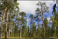 фотография снята на Canon 450D с установленным  объективом фишай МС Зенитар 16 / 2,8 + переходник canon EOS-M42